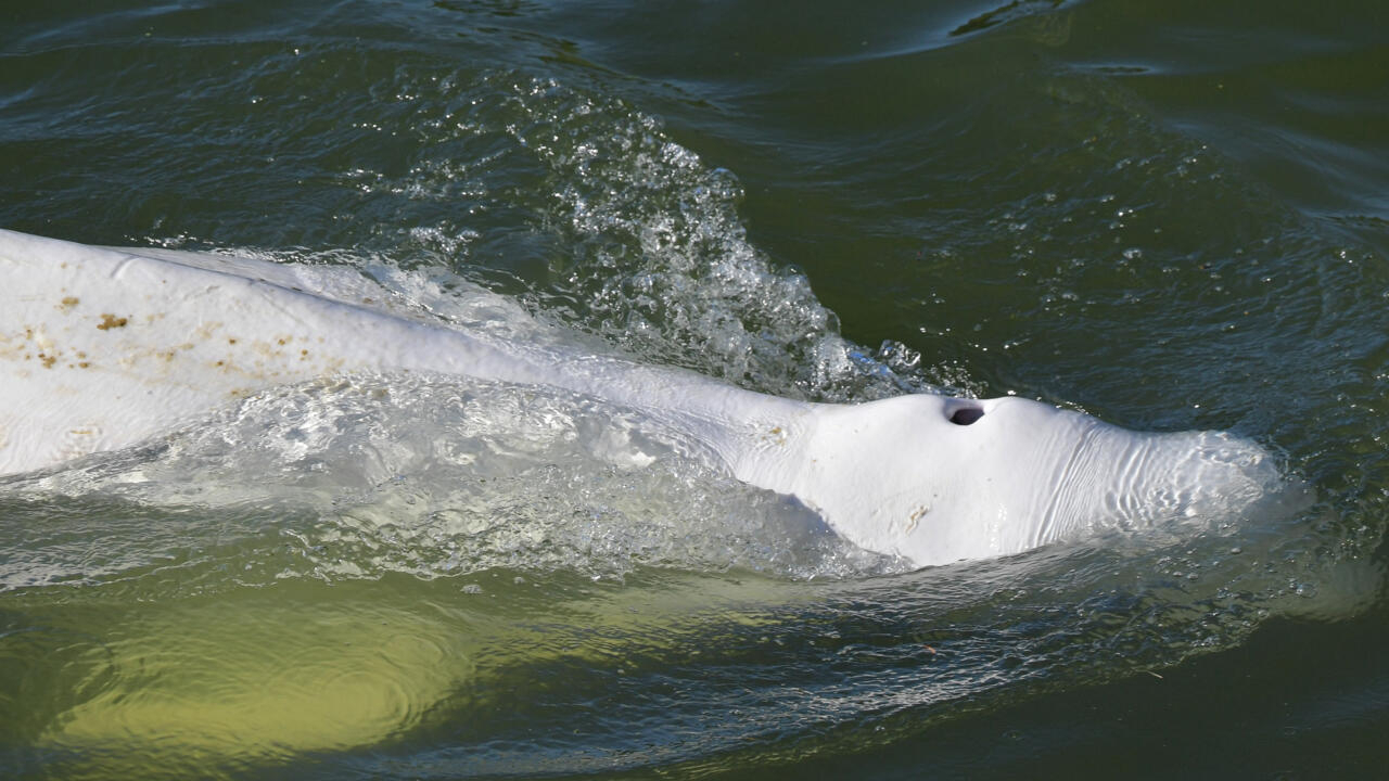 France prepares complex rescue of a lost  room beluga in the Seine river